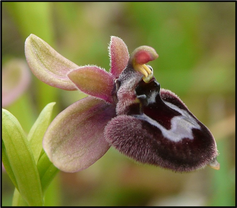 IBRIDO Ophrys bombyliflora x Ophrys bertoloniiformis